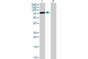Western Blot analysis of RAD17 expression in transfected 293T cell line by RAD17 MaxPab polyclonal antibody. (RAD17 Antikörper  (AA 1-584))