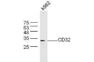 K562 lysates probed with Anti-CD32 Polyclonal Antibody, Unconjugated  at 1:5000 90min in 37˚C. (Fc gamma RII (CD32) (AA 201-300) Antikörper)