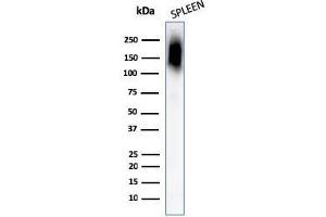 Western Blot Analysis of human Spleen tissue lysates using CD45RB Monoclonal Antibody (PTPRC/1132). (CD45 Antikörper)