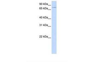 Image no. 1 for anti-Ubiquitin Associated and SH3 Domain Containing, A (UBASH3A) (AA 434-483) antibody (ABIN6738187) (UBASH3A Antikörper  (AA 434-483))