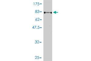 Western Blotting (WB) image for anti-SERPINE1 mRNA Binding Protein 1 (SERBP1) (AA 1-402) antibody (ABIN565230)