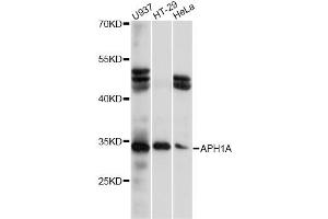 Western blot analysis of extracts of various cell lines, using APH1A antibody (ABIN6290068) at 1:1000 dilution. (APH1A Antikörper)