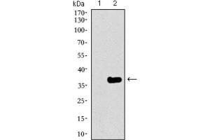 Western Blotting (WB) image for anti-GATA Binding Protein 6 (GATA6) (AA 491-557) antibody (ABIN1846324) (GATA6 Antikörper  (AA 491-557))