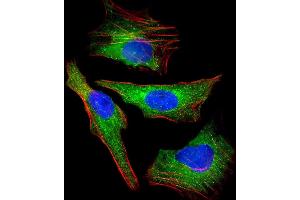 Immunofluorescent analysis of 4 % paraformaldehyde-fixed, 0. (AKT2 Antikörper  (AA 272-481))