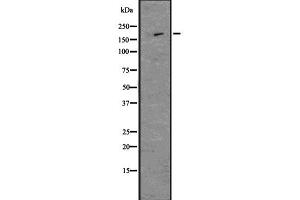 Western blot analysis of Nestin using MCF7 whole  lysates. (Nestin Antikörper  (C-Term))