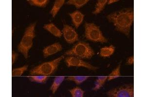 Immunofluorescence analysis of L929 cells using PREPL Polyclonal Antibody at dilution of 1:100 (40x lens).
