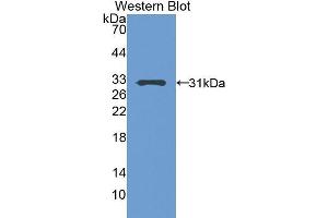 Western Blotting (WB) image for anti-Pregnancy-Associated Plasma Protein A, Pappalysin 1 (PAPPA) (AA 244-501) antibody (ABIN1860125) (PAPPA Antikörper  (AA 244-501))