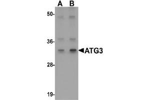 AP20064PU-N ATG3 antibody staining of Mouse kidney tissue Lysate by Western Blotting at (A) 1 and (B) 2 µg/ml (ATG3 Antikörper  (Middle Region))