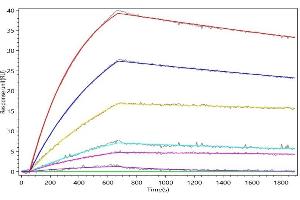 HSPA5 Recombinant Monoclonal Antibody  captured on Protein A Chip can bind Human HSPA5 with an affinity constant of 18 nM as detected by MetaSPR Assay (WeSPRTM 200).