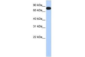 EML3 anticorps  (N-Term)