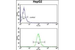 ADH1B Antibody (Center) (ABIN390699 and ABIN2840985) flow cytometry analysis of HepG2 cells (bottom histogram) compared to a negative control cell (top histogram). (ADH1B Antikörper  (AA 209-237))