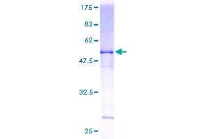 GTF2F2 Protein (AA 1-249) (GST tag)