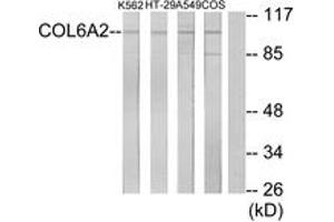 Western blot analysis of extracts from K562/A549/HT-29/COS7 cells, using Collagen VI alpha2 Antibody. (COL6A2 Antikörper  (AA 691-740))