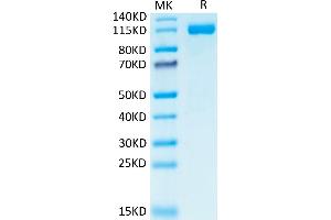 SDS-PAGE (SDS) image for Platelet/endothelial Cell Adhesion Molecule (PECAM1) (AA 28-601) protein (Fc Tag) (ABIN7274149)