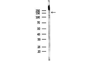 Western blot analysis of lysates from RAW264.