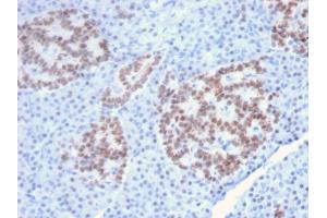 Immunohistochemistry (IHC) image for anti-HNF1 Homeobox A (HNF1A) (AA 214-339) antibody (ABIN6940684)