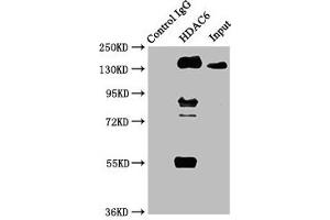 Immunoprecipitating HDAC6 in HepG2 whole cell lysate Lane 1: Rabbit control IgG instead of ABIN7127540 in HepG2 whole cell lysate. (Rekombinanter HDAC6 Antikörper)