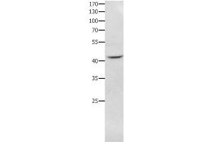 Western Blot analysis of RAW264. (NFKBID Antikörper)