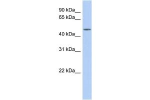 WB Suggested Anti-WDR89 Antibody Titration: 0. (WDR89 Antikörper  (Middle Region))