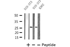 Western blot analysis of extracts from NIH-3T3/K562 cells, using PRRX1 antibody. (PRRX1 Antikörper  (Internal Region))