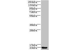 Western blot All lanes: Prok2 antibody at 3 μg/mL + Mouse small intestine tissue Secondary Goat polyclonal to rabbit IgG at 1/10000 dilution Predicted band size: 15, 12, 9 kDa Observed band size: 9 kDa (PROK2 Antikörper  (AA 27-128))