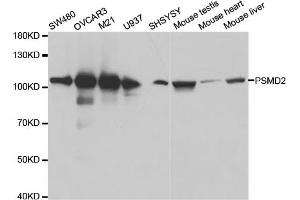 Western blot analysis of extracts of various cell lines, using PSMD2 antibody (ABIN5971041) at 1:600 dilution. (PSMD2 Antikörper)