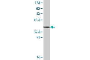 Western Blot detection against Immunogen (36.