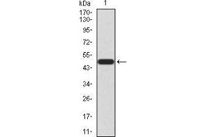 Western blot analysis using KLF6 mAb against human KLF6 (AA: 71-283) recombinant protein.