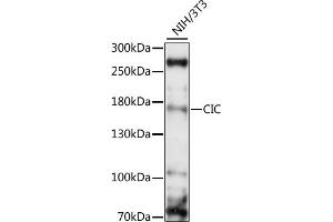 Western blot analysis of extracts of NIH/3T3, using CIC antibody (ABIN7266060) at 1:1000 dilution. (CIC Antikörper  (AA 1379-1608))