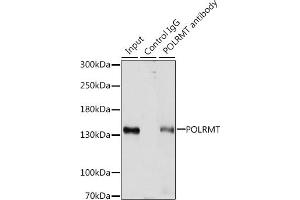 Immunoprecipitation analysis of 200 μg extracts of HepG2 cells, using 3 μg POLRMT antibody (ABIN7269460).