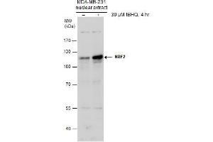 Western Blotting (WB) image for anti-Nuclear Factor (erythroid-Derived 2)-Like 2 (NFE2L2) (Internal Region) antibody (ABIN2855612)