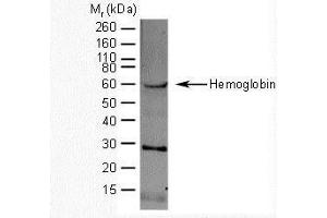 Western Blotting (WB) image for anti-Hemoglobin antibody (ABIN2473959) (Hemoglobin Antikörper)