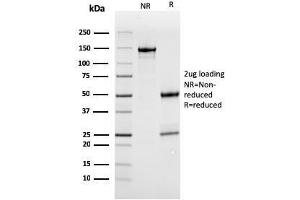 SDS-PAGE Analysis Purified MerTK Mouse Monoclonal Antibody (MERTK/3022). (MERTK Antikörper  (AA 55-148))