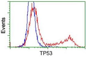 Image no. 3 for anti-Tumor Protein P53 (TP53) antibody (ABIN1499971) (p53 Antikörper)