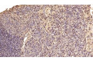 Detection of MANF in Human Spleen Tissue using Monoclonal Antibody to Mesencephalic Astrocyte Derived Neurotrophic Factor (MANF) (MANF Antikörper  (AA 28-182))