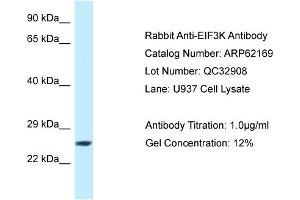 Western Blotting (WB) image for anti-Eukaryotic Translation Initiation Factor 3 Subunit K (EIF3K) (C-Term) antibody (ABIN2789046) (EIF3K Antikörper  (C-Term))