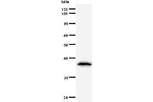 Western Blotting (WB) image for anti-Transcription Elongation Regulator 1 (TCERG1) antibody (ABIN933096)