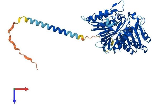 PLD3 Protein (AA 1-490) (His tag)