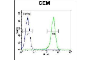 Flow cytometric analysis of CEM cells (right histogram) compared to a negative control cell (left histogram). (COX10 Antikörper  (C-Term))