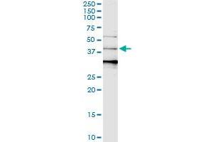 Immunoprecipitation of SERPINB3 transfected lysate using anti-SERPINB3 MaxPab rabbit polyclonal antibody and Protein A Magnetic Bead , and immunoblotted with SERPINB3 purified MaxPab mouse polyclonal antibody (B01P) .