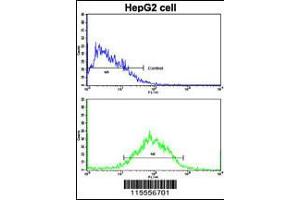 Flow cytometric analysis of HepG2 cells using WBP2 Antibody (bottom histogram) compared to a negative control cell (top histogram).