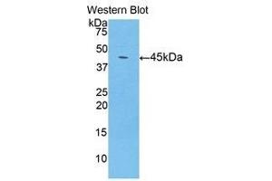 Western Blotting (WB) image for anti-Lipocalin 8 (LCN8) (AA 25-176) antibody (ABIN1859634) (LCN8 Antikörper  (AA 25-176))