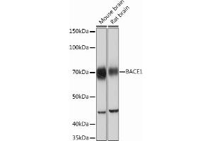 Western blot analysis of extracts of various cell lines, using B Rabbit mAb (ABIN7265879) at 1:1000 dilution. (BACE1 Antikörper)