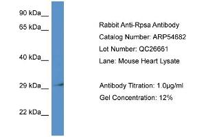 Western Blotting (WB) image for anti-Ribosomal Protein SA (RPSA) (N-Term) antibody (ABIN2785827) (RPSA/Laminin Receptor Antikörper  (N-Term))