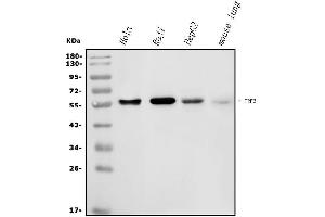 Western blot analysis of IRF3 using anti-IRF3 antibody (ABIN7599385).