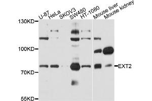 Western blot analysis of extracts of various cell lines, using EXT2 antibody (ABIN4903621) at 1:1000 dilution. (EXT2 Antikörper)