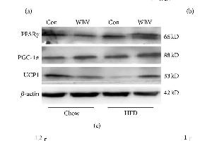 ATP content and BAT associated protein level in intrascapular BAT. (PPARG Antikörper  (AA 315-420))