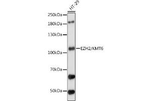 Western blot analysis of extracts of HT-29 cells, using EZH2/KMT6 antibody (ABIN6133510, ABIN6140394, ABIN6140397 and ABIN6218016) at 1:1000 dilution. (EZH2 Antikörper  (AA 50-150))