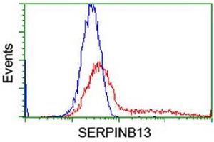 HEK293T cells transfected with either RC211032 overexpress plasmid (Red) or empty vector control plasmid (Blue) were immunostained by anti-SERPINB13 antibody (ABIN2455140), and then analyzed by flow cytometry. (SERPINB13 Antikörper)