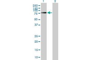 Western Blot analysis of INPP5E expression in transfected 293T cell line by INPP5E MaxPab polyclonal antibody.